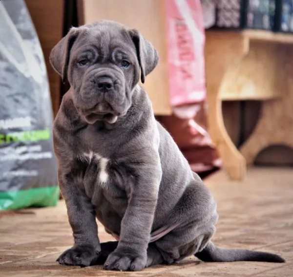 cane corso top cuccioli | Foto 4