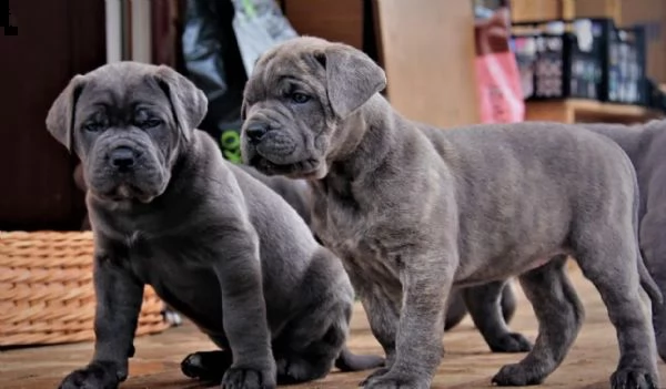 cane corso top cuccioli | Foto 3