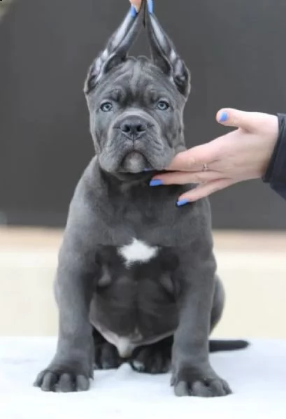 cane corso top cuccioli | Foto 2