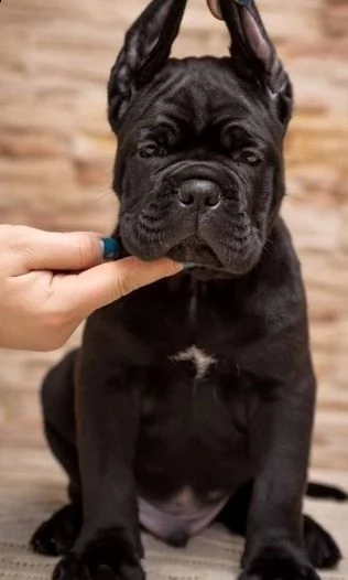 cane corso top cuccioli | Foto 1
