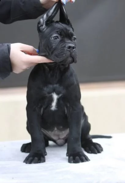 cane corso top cuccioli | Foto 0
