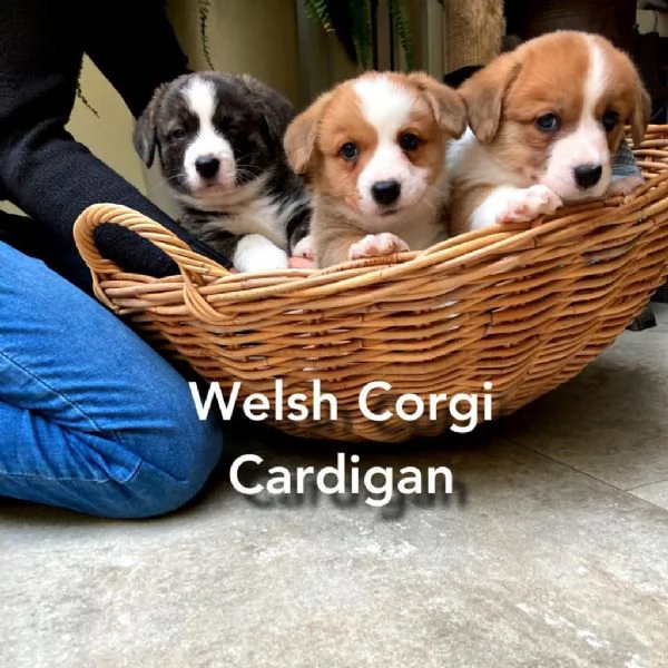 disponibili cuccioli di welsh corgi cardigan
