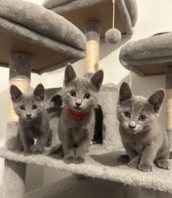 gattini blu di russia maschi e femmine