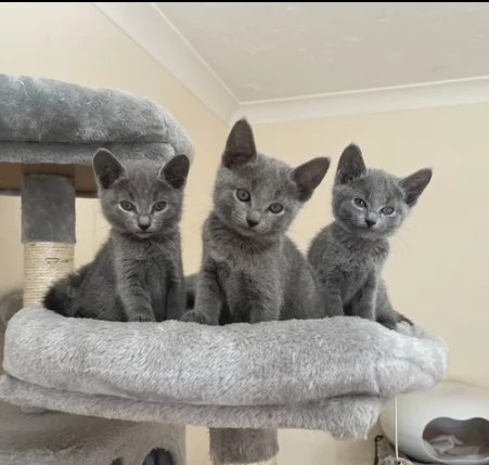 tre gattini di blu di russia