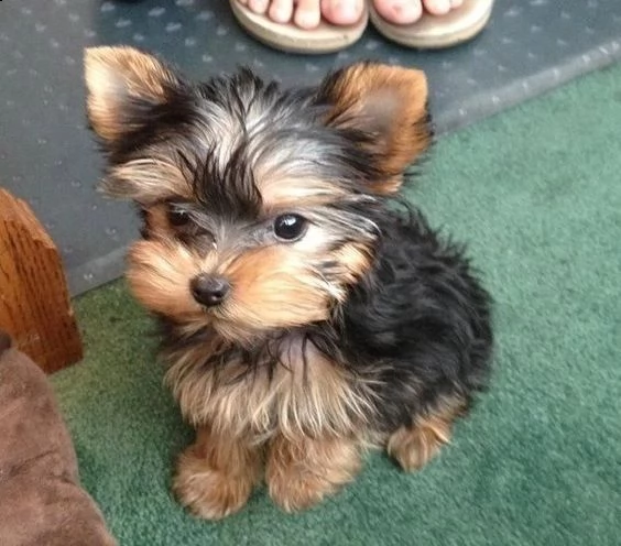 bellissimi cuccioli di yorkshire terrie di razza