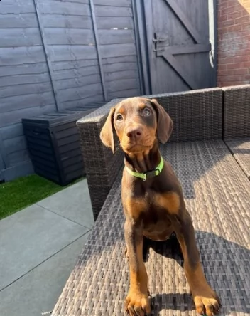 cuccioli di dobermann ciocolato