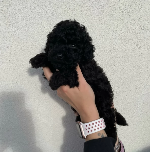  regalo barboncino | Foto 0