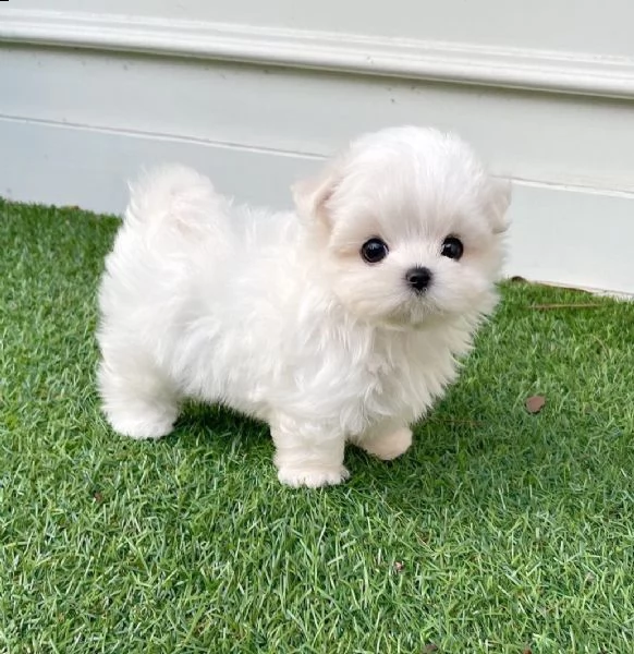 regalo cuccioli maltese  toy disponibile.... | Foto 0