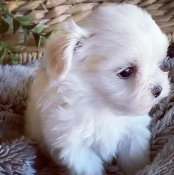 regalo  maltese mini toy