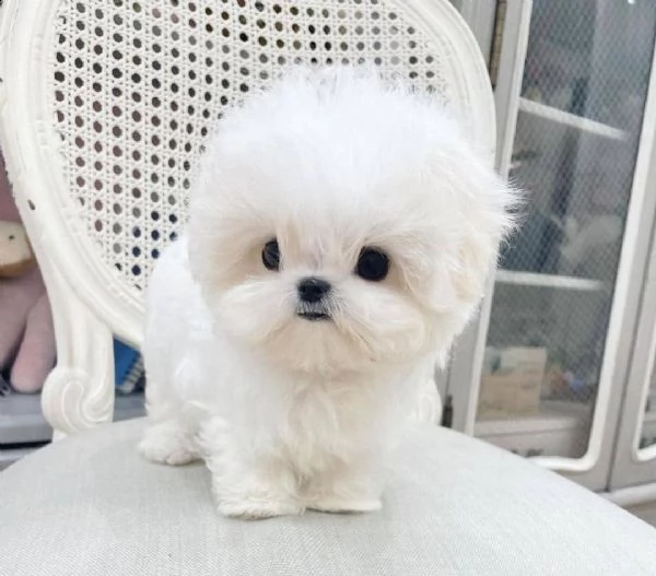 cuccioli di maltese in adozione