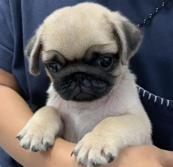 regalo cuccioli di carlino 