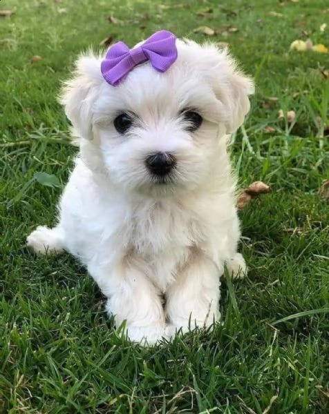 regalo  maltese mini toy | Foto 0