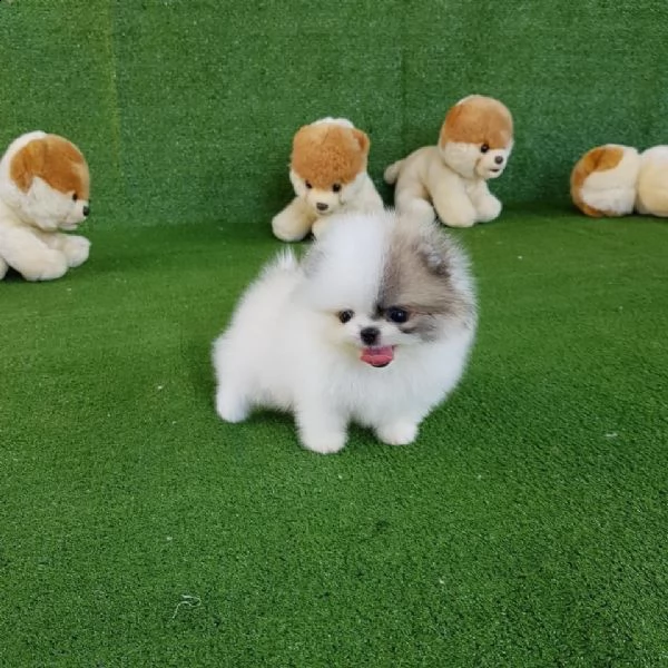 regalo  volpino pomerania mini toy[][] | Foto 0