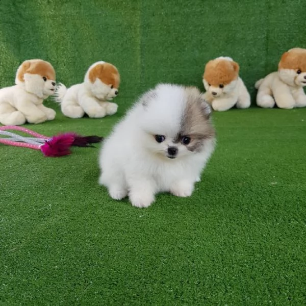 regalo  volpino pomerania mini toy[][]