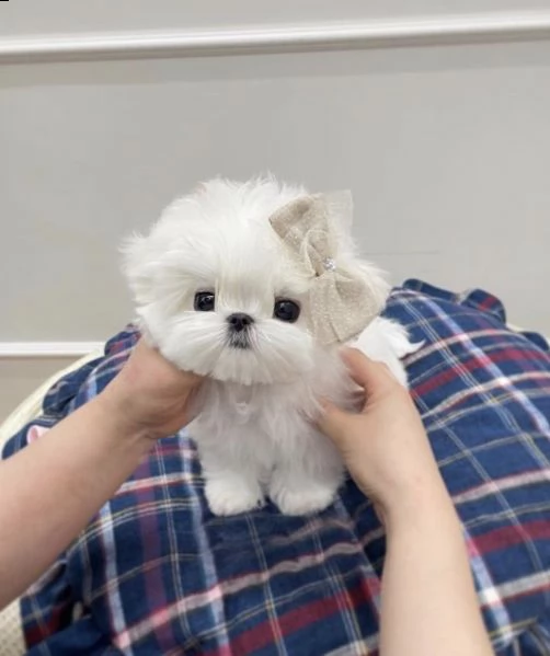 regalo  maltese mini toy | Foto 0