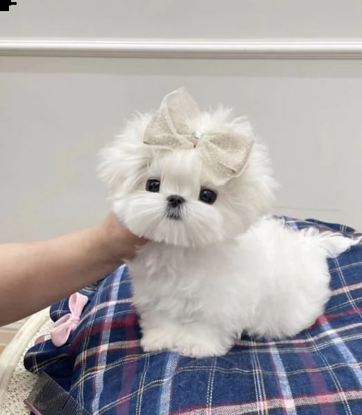 regalo  maltese mini toy