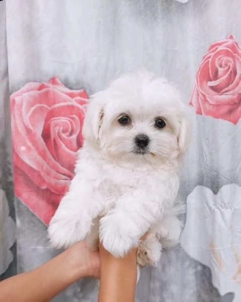 maltesi cuccioli tutti bianchi!