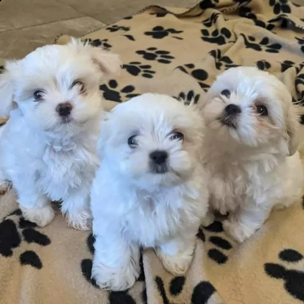 disponibili 2 cuccioli di maltese toy !