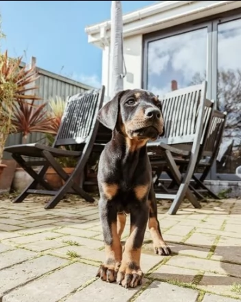 molto bello dobermann cucciolo