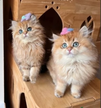 gattini di british longhair