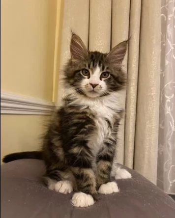 simpatico gattini maine coon