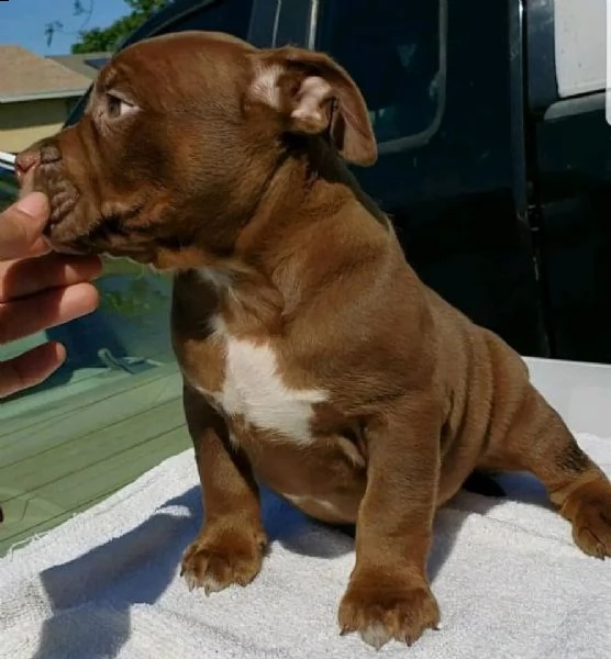 pitbull regalo | Foto 0