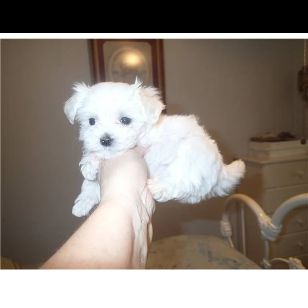 cuccioli di maltese ..