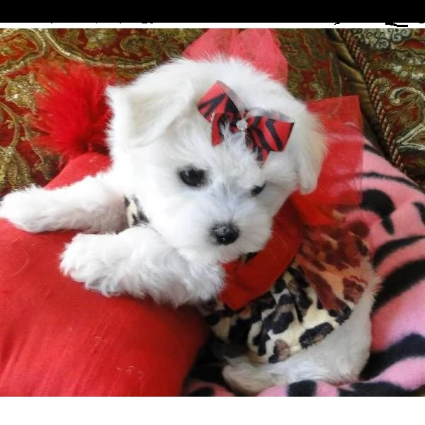 cuccioli di maltese mini toy#