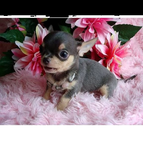 cucciolo di chihuahua!!!