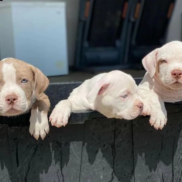 pitbull regalo  | Foto 0