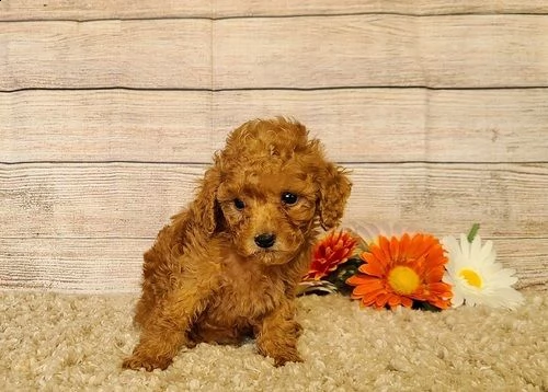 cuccioli di barboncino./