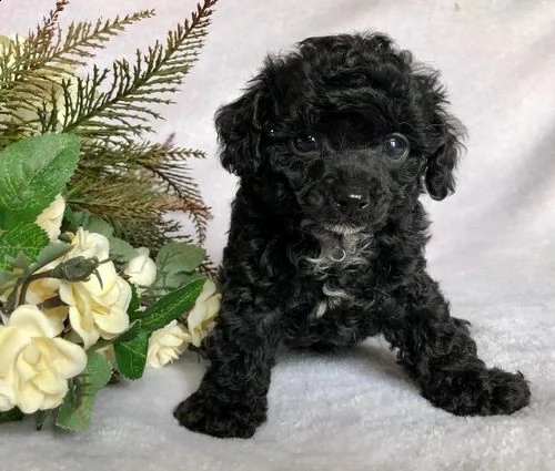 cuccioli di barboncino;