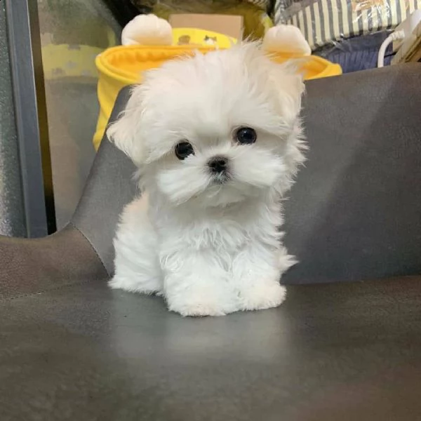 regalo maltese  