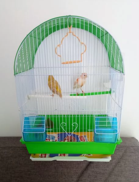 Vendesi coppia di canarini