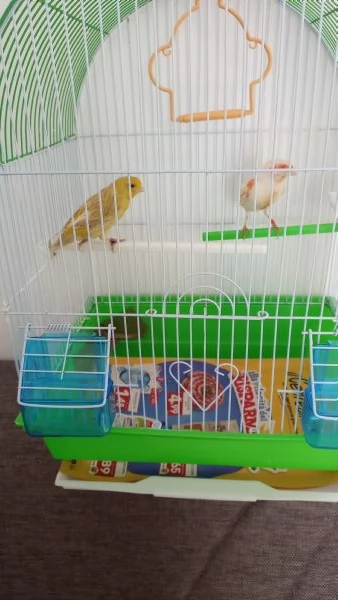 Vendesi coppia di canarini | Foto 0