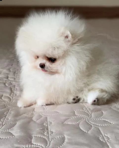 simpatici cuccioli di pomerania per il reinserimento (+393509706299)