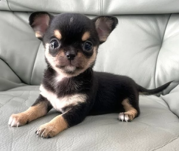 regalo cuccioli di chihuahua | Foto 0