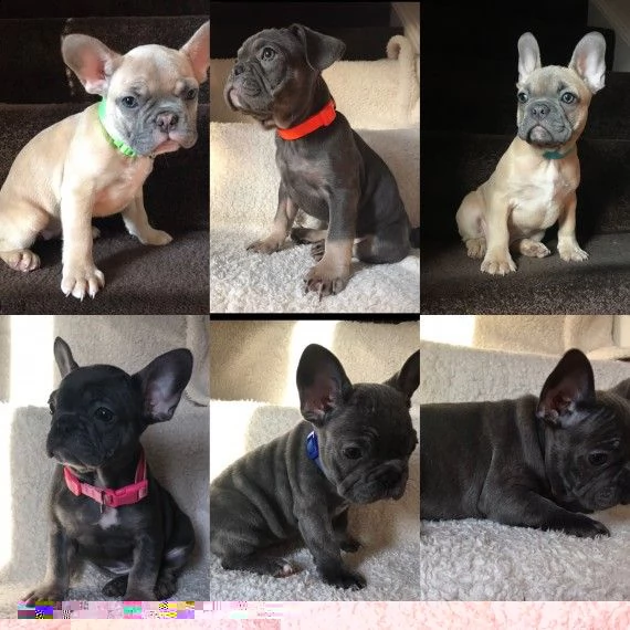 regalo cuccioli di bulldog francese 