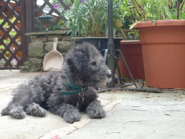 bedlington terrier cucciolo | Foto 0