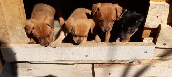 disponibili 2 femmine e 1 maschio 