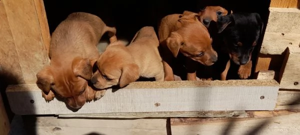 disponibili 2 femmine e 1 maschio  | Foto 0