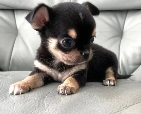 regalo cuccioli di chihuahua | Foto 0