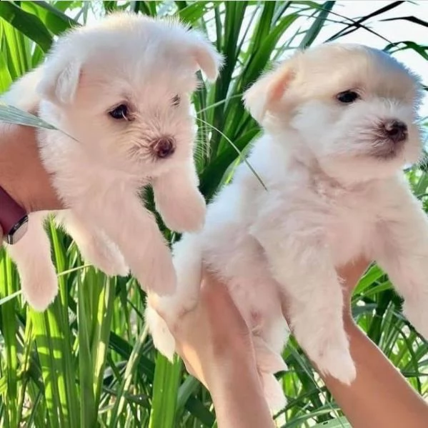 regalo maltese   | Foto 0