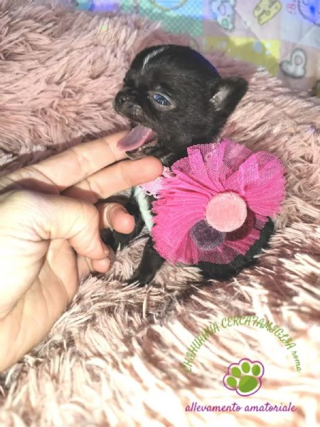 Cucciola chihuahua mini cioccolato | Foto 3
