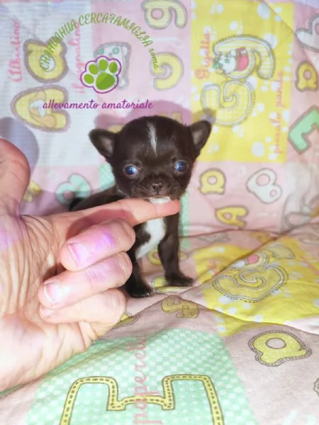Cucciola chihuahua mini cioccolato | Foto 2