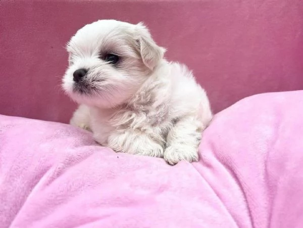 regalo maltese?