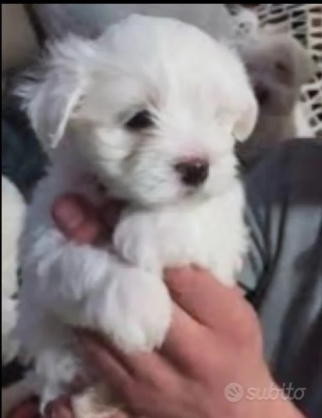 Maltese Toy