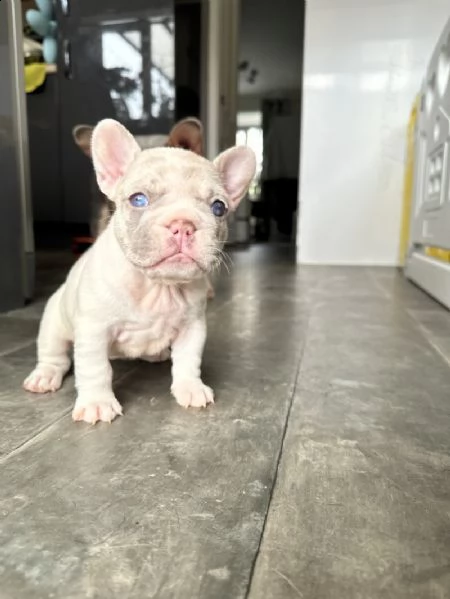 bellissimi cuccioli di bulldog francese | Foto 3