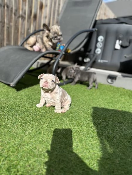 bellissimi cuccioli di bulldog francese | Foto 2