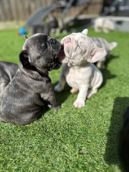 bellissimi cuccioli di bulldog francese | Foto 1